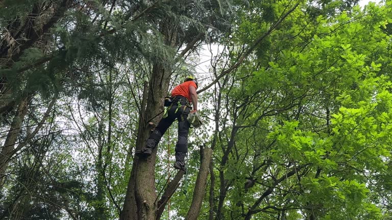 How Our Tree Care Process Works  in  Kansas City, KS